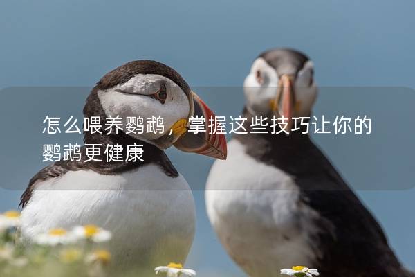 怎么喂养鹦鹉，掌握这些技巧让你的鹦鹉更健康