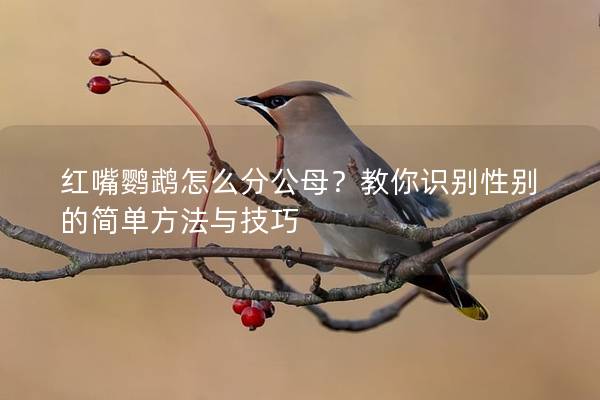 红嘴鹦鹉怎么分公母？教你识别性别的简单方法与技巧