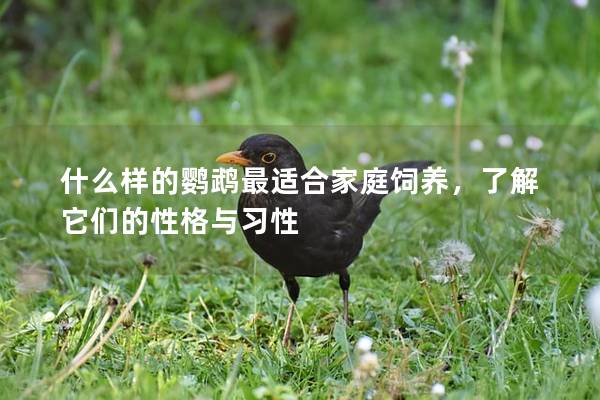 什么样的鹦鹉最适合家庭饲养，了解它们的性格与习性