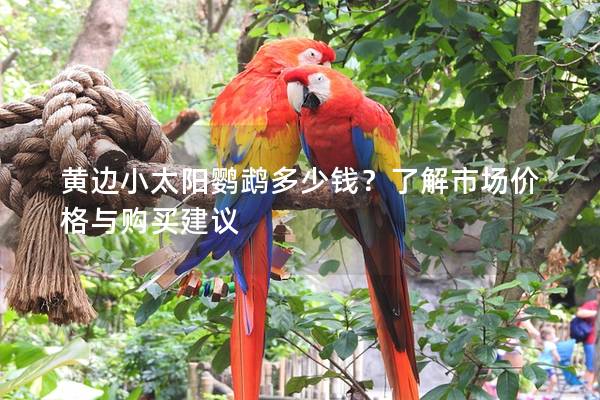 黄边小太阳鹦鹉多少钱？了解市场价格与购买建议