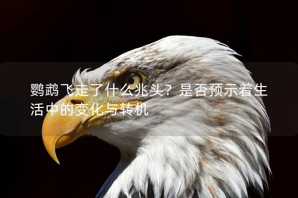 鹦鹉飞走了什么兆头？是否预示着生活中的变化与转机