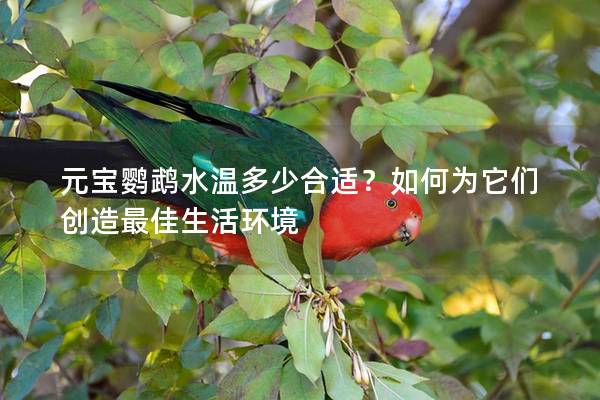 元宝鹦鹉水温多少合适？如何为它们创造最佳生活环境