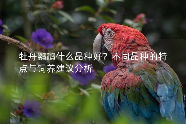 牡丹鹦鹉什么品种好？不同品种的特点与饲养建议分析