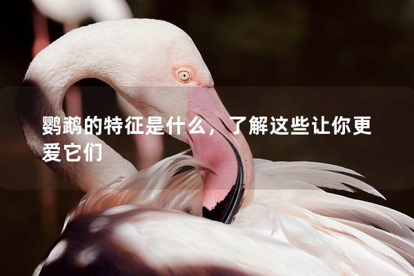 鹦鹉的特征是什么，了解这些让你更爱它们