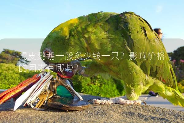 虎皮鹦鹉一般多少钱一只？影响价格的因素有哪些？