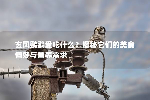 玄凤鹦鹉爱吃什么？揭秘它们的美食偏好与营养需求