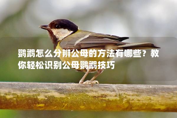 鹦鹉怎么分辨公母的方法有哪些？教你轻松识别公母鹦鹉技巧