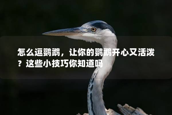 怎么逗鹦鹉，让你的鹦鹉开心又活泼？这些小技巧你知道吗