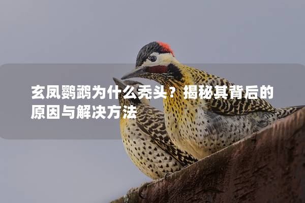 玄凤鹦鹉为什么秃头？揭秘其背后的原因与解决方法