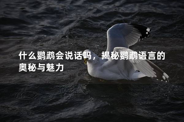 什么鹦鹉会说话吗，揭秘鹦鹉语言的奥秘与魅力