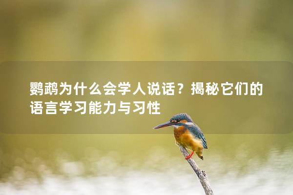 鹦鹉为什么会学人说话？揭秘它们的语言学习能力与习性