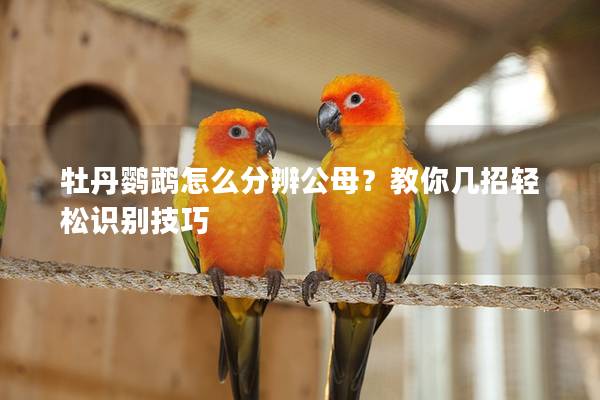 牡丹鹦鹉怎么分辨公母？教你几招轻松识别技巧