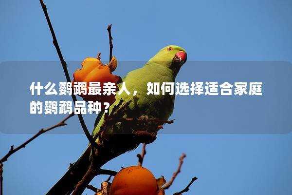 什么鹦鹉最亲人，如何选择适合家庭的鹦鹉品种？