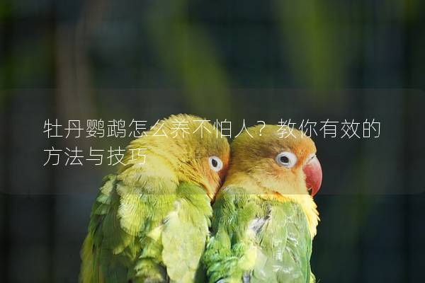 牡丹鹦鹉怎么养不怕人？教你有效的方法与技巧
