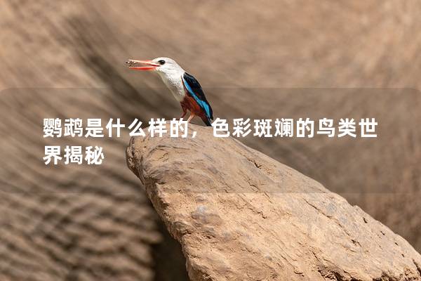 鹦鹉是什么样的，色彩斑斓的鸟类世界揭秘