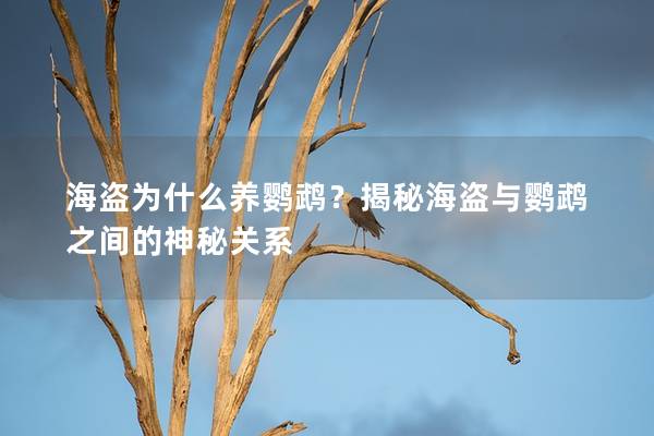海盗为什么养鹦鹉？揭秘海盗与鹦鹉之间的神秘关系