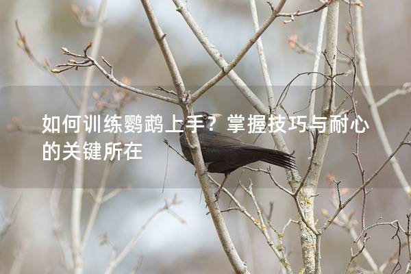 如何训练鹦鹉上手？掌握技巧与耐心的关键所在