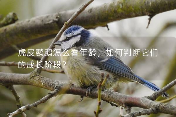 虎皮鹦鹉怎么看年龄，如何判断它们的成长阶段？