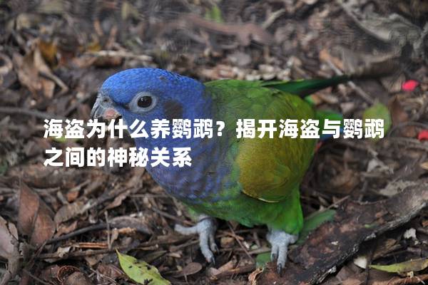 海盗为什么养鹦鹉？揭开海盗与鹦鹉之间的神秘关系