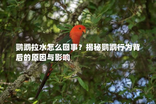 鹦鹉拉水怎么回事？揭秘鹦鹉行为背后的原因与影响