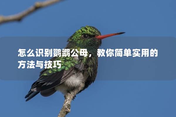 怎么识别鹦鹉公母，教你简单实用的方法与技巧