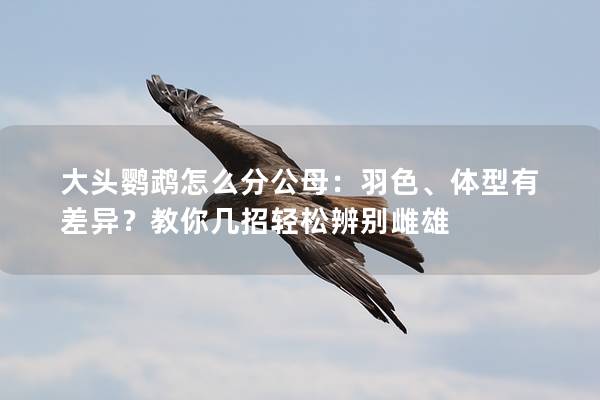 大头鹦鹉怎么分公母：羽色、体型有差异？教你几招轻松辨别雌雄