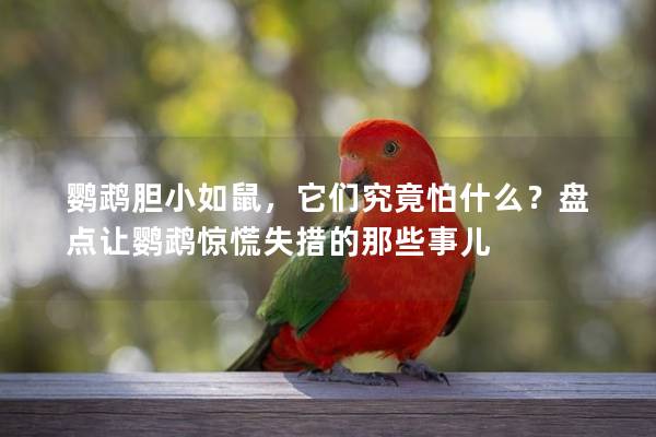 鹦鹉胆小如鼠，它们究竟怕什么？盘点让鹦鹉惊慌失措的那些事儿