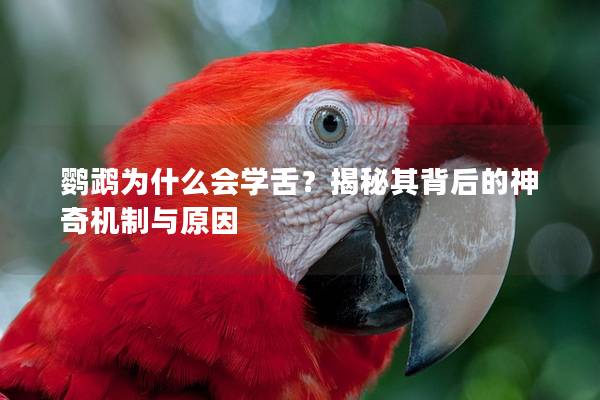 鹦鹉为什么会学舌？揭秘其背后的神奇机制与原因