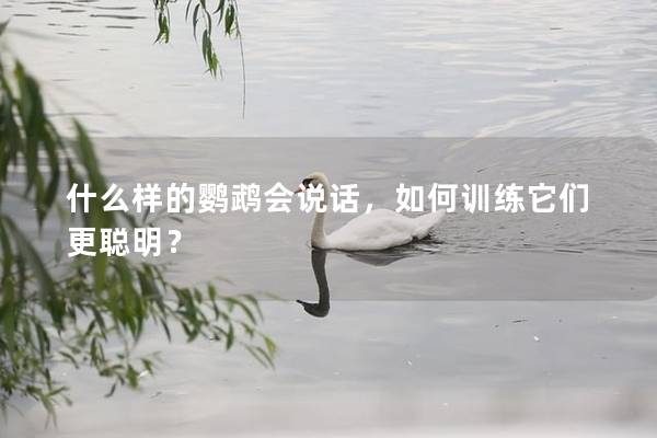 什么样的鹦鹉会说话，如何训练它们更聪明？