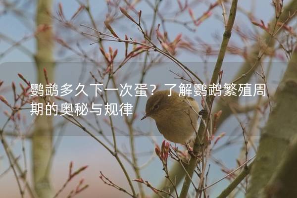 鹦鹉多久下一次蛋？了解鹦鹉繁殖周期的奥秘与规律