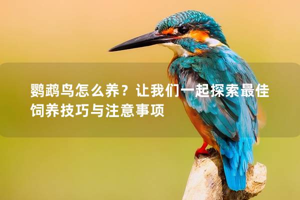 鹦鹉鸟怎么养？让我们一起探索最佳饲养技巧与注意事项