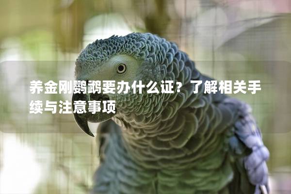 养金刚鹦鹉要办什么证？了解相关手续与注意事项