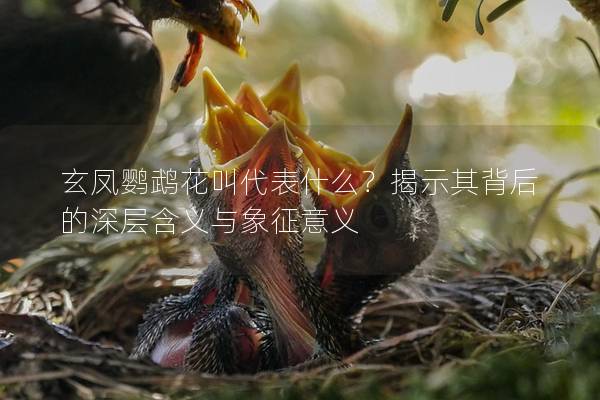 玄凤鹦鹉花叫代表什么？揭示其背后的深层含义与象征意义