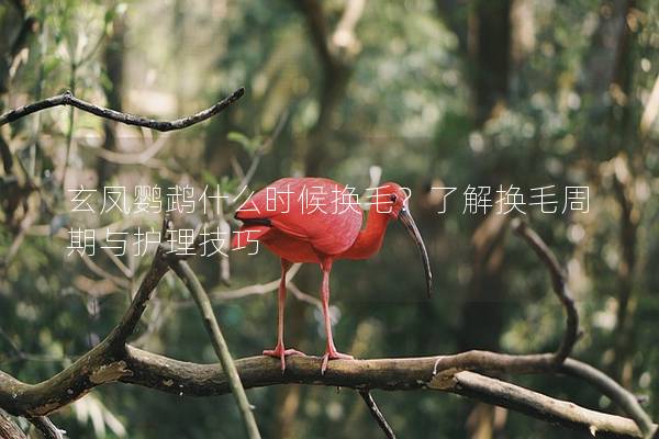 玄凤鹦鹉什么时候换毛？了解换毛周期与护理技巧