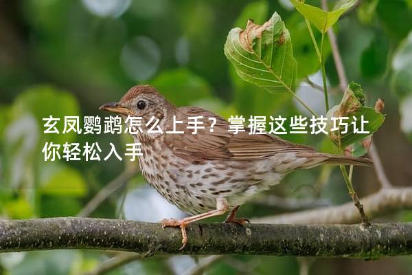 玄凤鹦鹉怎么上手？掌握这些技巧让你轻松入手