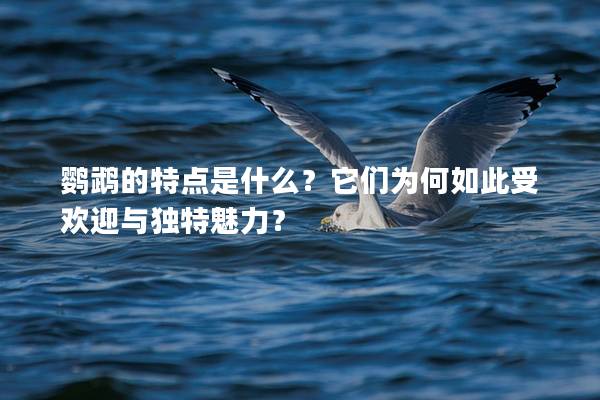 鹦鹉的特点是什么？它们为何如此受欢迎与独特魅力？