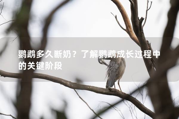 鹦鹉多久断奶？了解鹦鹉成长过程中的关键阶段