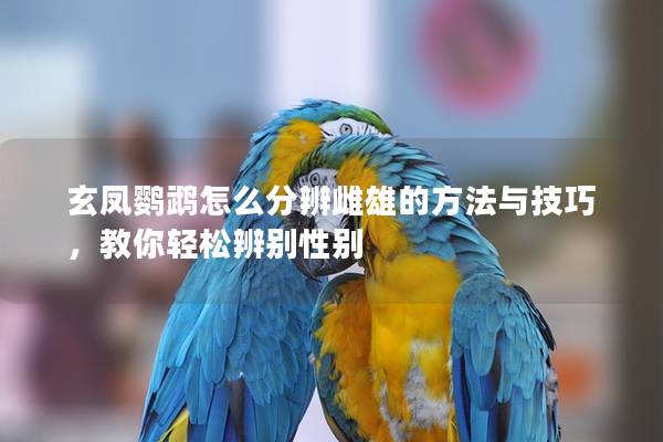 玄凤鹦鹉怎么分辨雌雄的方法与技巧，教你轻松辨别性别