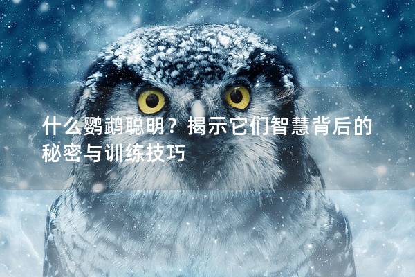 什么鹦鹉聪明？揭示它们智慧背后的秘密与训练技巧