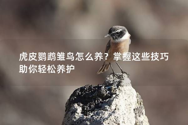 虎皮鹦鹉雏鸟怎么养？掌握这些技巧助你轻松养护