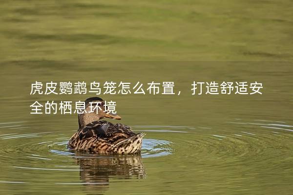 虎皮鹦鹉鸟笼怎么布置，打造舒适安全的栖息环境