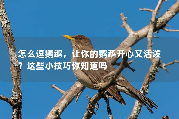 怎么逗鹦鹉，让你的鹦鹉开心又活泼？这些小技巧你知道吗
