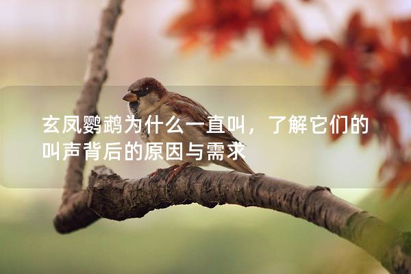 玄凤鹦鹉为什么一直叫，了解它们的叫声背后的原因与需求