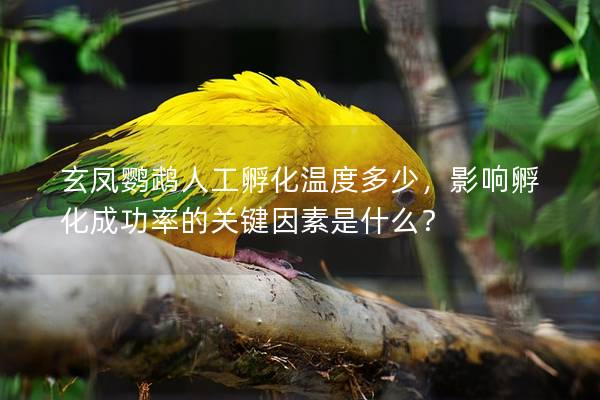 玄凤鹦鹉人工孵化温度多少，影响孵化成功率的关键因素是什么？