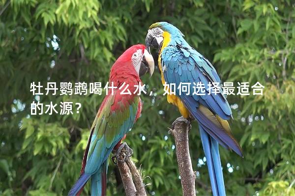 牡丹鹦鹉喝什么水，如何选择最适合的水源？