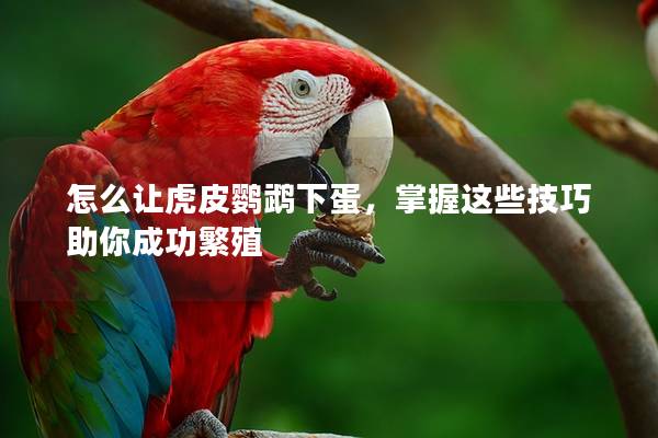 怎么让虎皮鹦鹉下蛋，掌握这些技巧助你成功繁殖