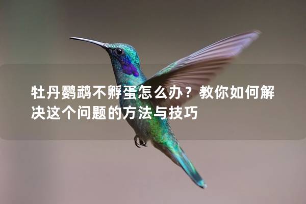 牡丹鹦鹉不孵蛋怎么办？教你如何解决这个问题的方法与技巧