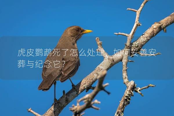 虎皮鹦鹉死了怎么处理，如何妥善安葬与纪念它？