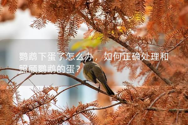 鹦鹉下蛋了怎么办，如何正确处理和照顾鹦鹉的蛋？