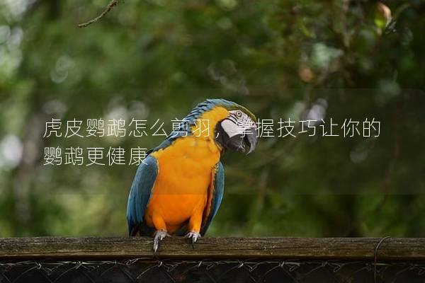虎皮鹦鹉怎么剪羽，掌握技巧让你的鹦鹉更健康